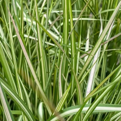 Вейник АВАЛАНШ остроцветковый в Семее