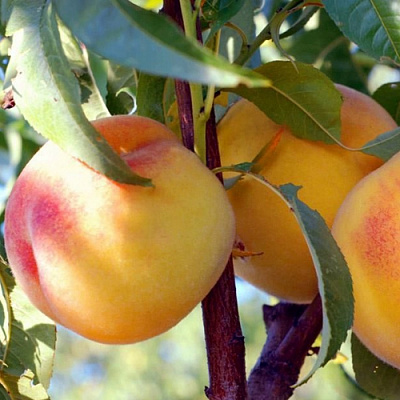 Колонновидные персики в Семее