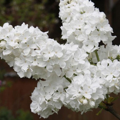 Сирень ФЛОРА в Семее