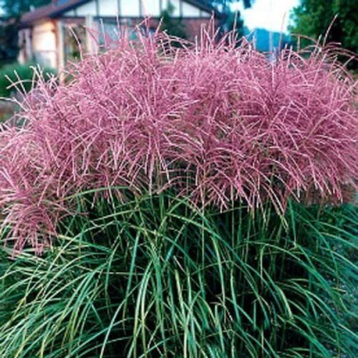 Мискантус МАЛЕПАРТУС китайский  в Семее
