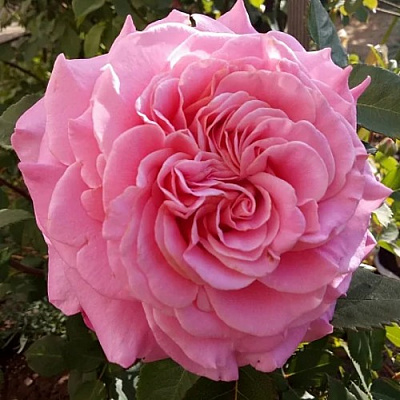 Роза ЭШЛИ чайно-гибридная в Семее