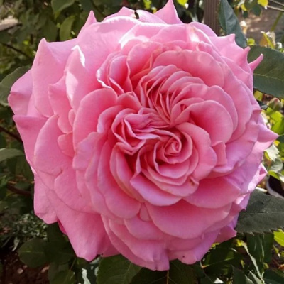 Роза ЭШЛИ чайно-гибридная в Семее