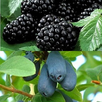 Комплект ЯГОДНЫЙ ДУЭТ в Семее