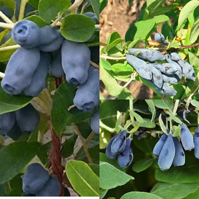 Комплект СЕВЕРНЫЕ ВИТАМИНЫ в Семее