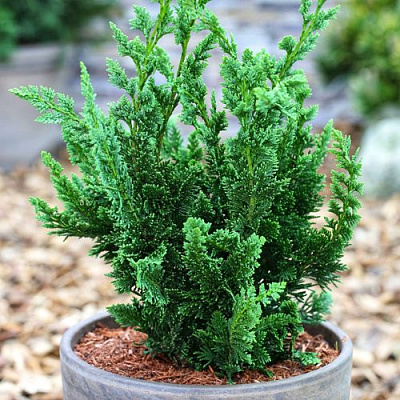 Кипарисовик ВИСЕЛЛИ лавсона в Семее