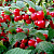 Вишня ВОСТОРГ войлочная в Семее