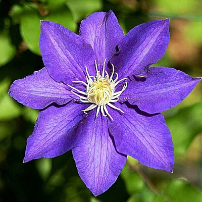 Клематис ЗЕ ПРЕЗИДЕНТ в Семее