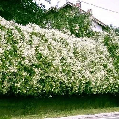Фаллопия в Семее
