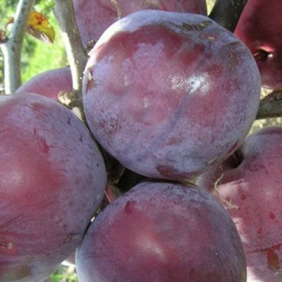 Слива ПАННА  в Семее