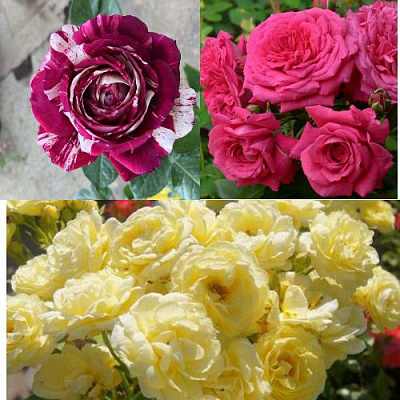 Комплект РОЗОВЫЙ АКЦЕНТ в Семее