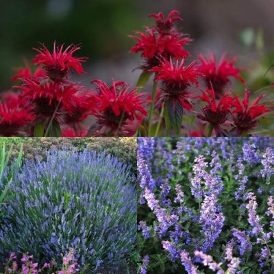 Комплект АРОМАТНЫЙ ЧАЙ в Семее