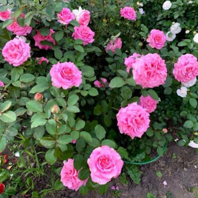 Роза ЭШЛИ чайно-гибридная в Семее