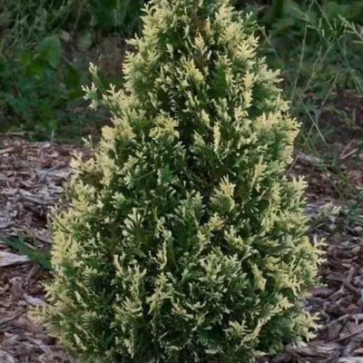 Туя БРАБАНТ ВАРИЕГАТТА западная в Семее