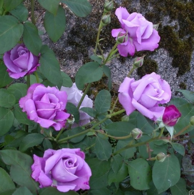 Роза СИЛЬВЕР СТАР чайно-гибридная в Семее