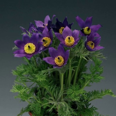 Прострел ПИНВИЛ БЛЮ ШЕЙДЕС в Семее