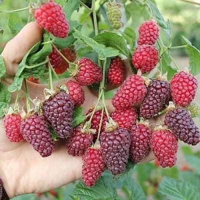 Ежемалина БУКИНГЕМ ТАЙБЕРРИ в Семее