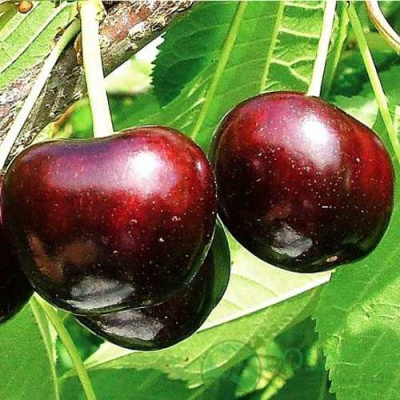 Черешня САММИТ в Семее