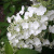 Гортензия ПРИМ ВАЙТ метельчатая в Семее