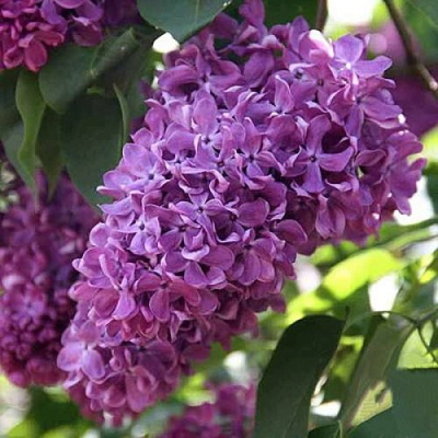 Сирень КАПИТАН ГАСТЕЛЛО в Семее