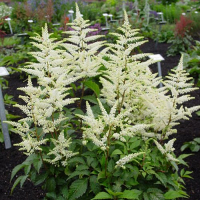 Астильба БРАУТШЛЕЙЕР Арендса в Семее