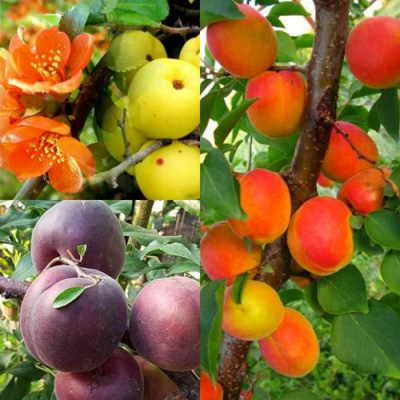 Комплект САД ДЛЯ ГУРМАНА в Семее