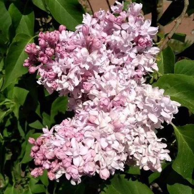 Сирень МИЛОСЕРДИЕ в Семее