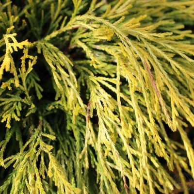 Кипарисовик ГОЛДЕН МОП горохоплодный в Семее