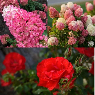 Комплект РОЗОВЫЙ ЗАКАТ в Семее