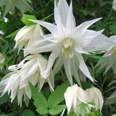 Княжик АЛЬБИНА ПЛЕНА белый махровый в Семее