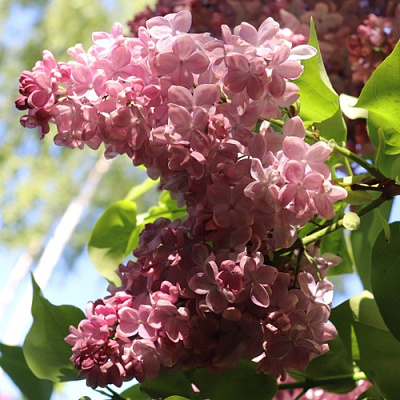 Сирень МЕДОВЫЙ СПАС в Семее