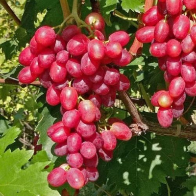 Виноград БАСАНТИ в Семее