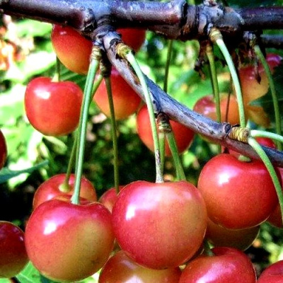 Черешня ГАСТИНЕЦ в Семее