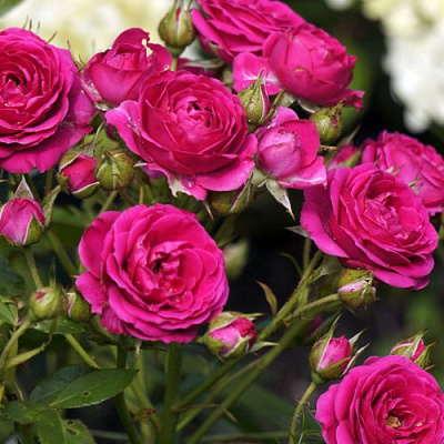 Роза БЕБИ КРИМСОН миниатюрная в Семее