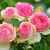 Роза ПЬЕР ДЕ РОНСАР плетистая в Семее