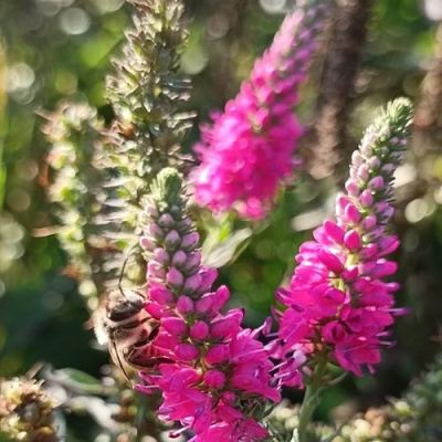 Вероника РОЗЕА колосковая в Семее