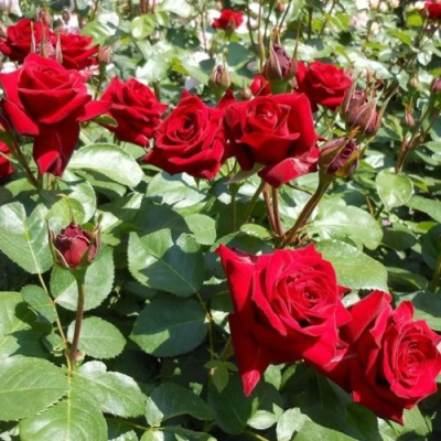 Роза ЭКСПЛОРЕР чайно-гибридная в Семее