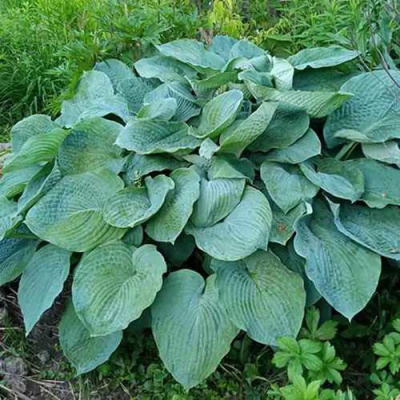 Хоста ЭЛЕГАНС Зибольда в Семее