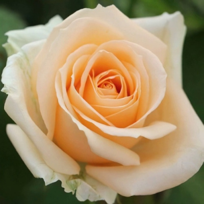 Роза ПИЧ АВАЛАНЖ чайно-гибридная в Семее