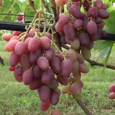 Виноград ВИКТОР в Семее
