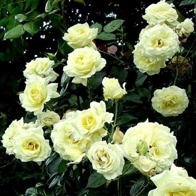 Роза ЭЛЬФ плетистая в Семее