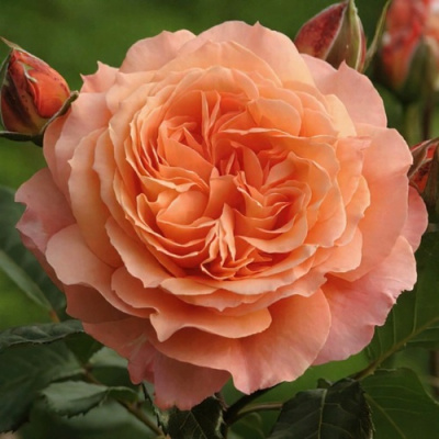 Роза БЕЛЬВЕДЕР шраб в Семее