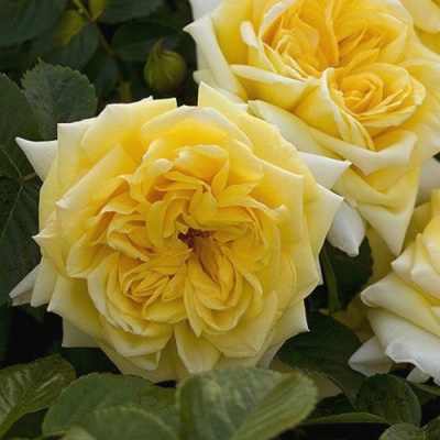 Роза НАДЯ МЕЙДИЛАНД почвопокровная в Семее