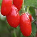 Годжи (чудо-ягода) в Семее