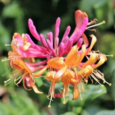 Жимолость ГЕКРОТА в Семее