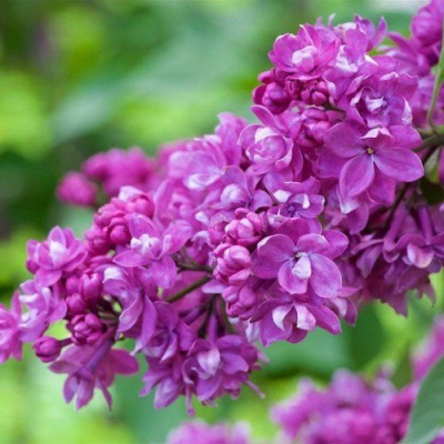 Сирень ОГНИ ДОНБАССА в Семее