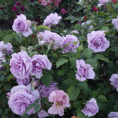 Роза ЛАВ СОНГ флорибунда в Семее