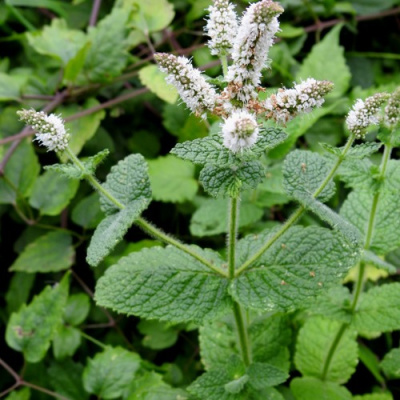 Мята яблочная в Семее