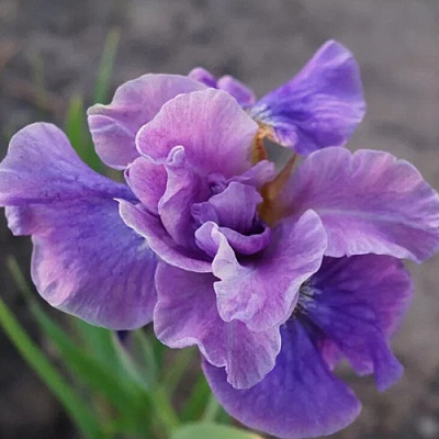 Ирис ХЭВИНГ ФАН сибирский в Семее