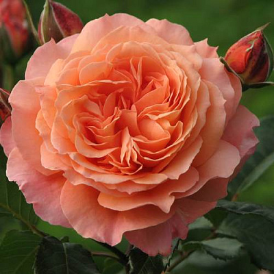 Роза шраб в Семее
