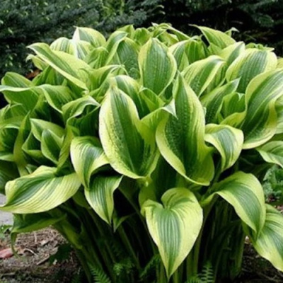 Хоста АУРЕОМАРГИНАТА в Семее